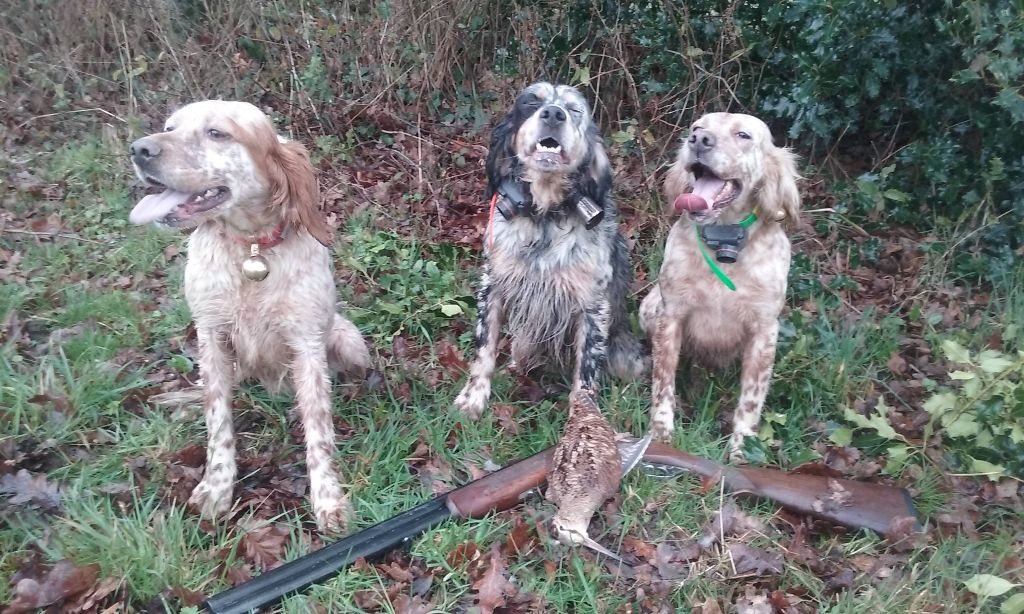 Des Miroirs De Haute Sève - Chasse bécasse