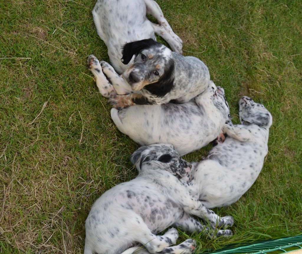 Des Miroirs De Haute Sève - Vie de chiots en Bretagne