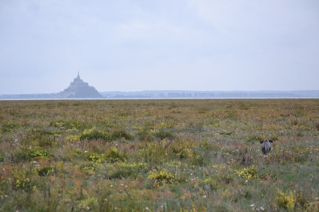 Des Miroirs De Haute Sève - TRGS Jaïda des MHS sur bécassine