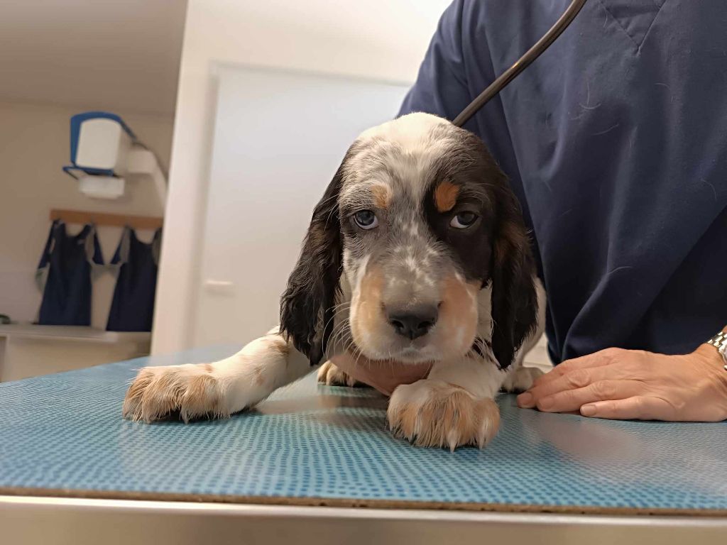 Des Miroirs De Haute Sève - Bientôt le départ des chiots !!!