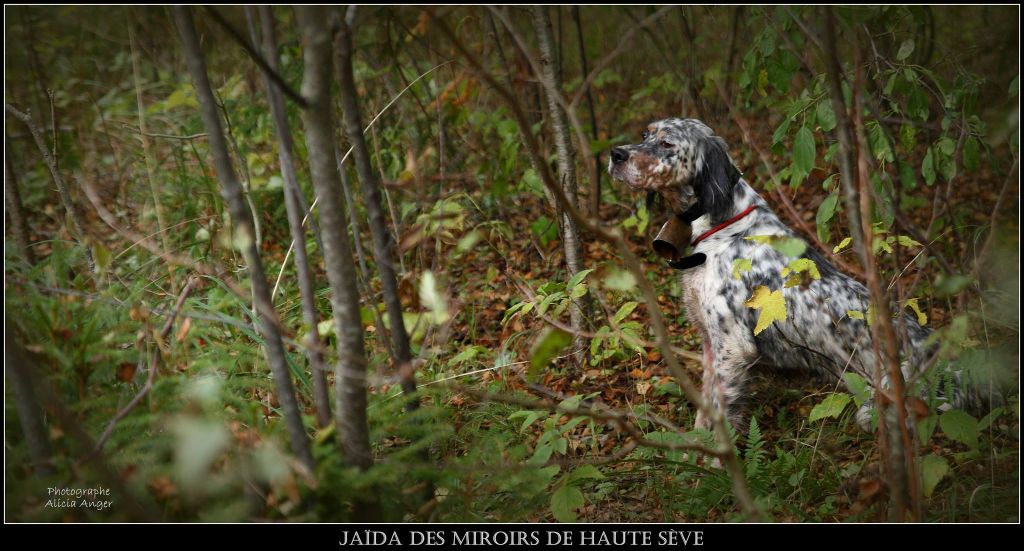 TR. Jaïda Des Miroirs De Haute Sève