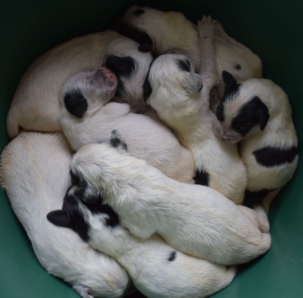 chiot Setter Anglais Des Miroirs De Haute Sève