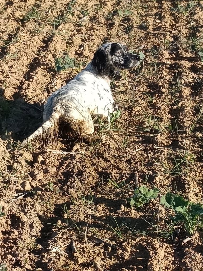 Tane du cordon des druides