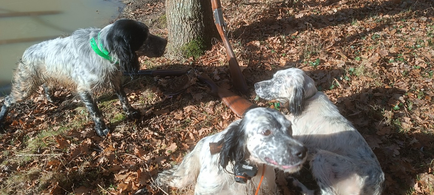 Bécasse de fin d'année