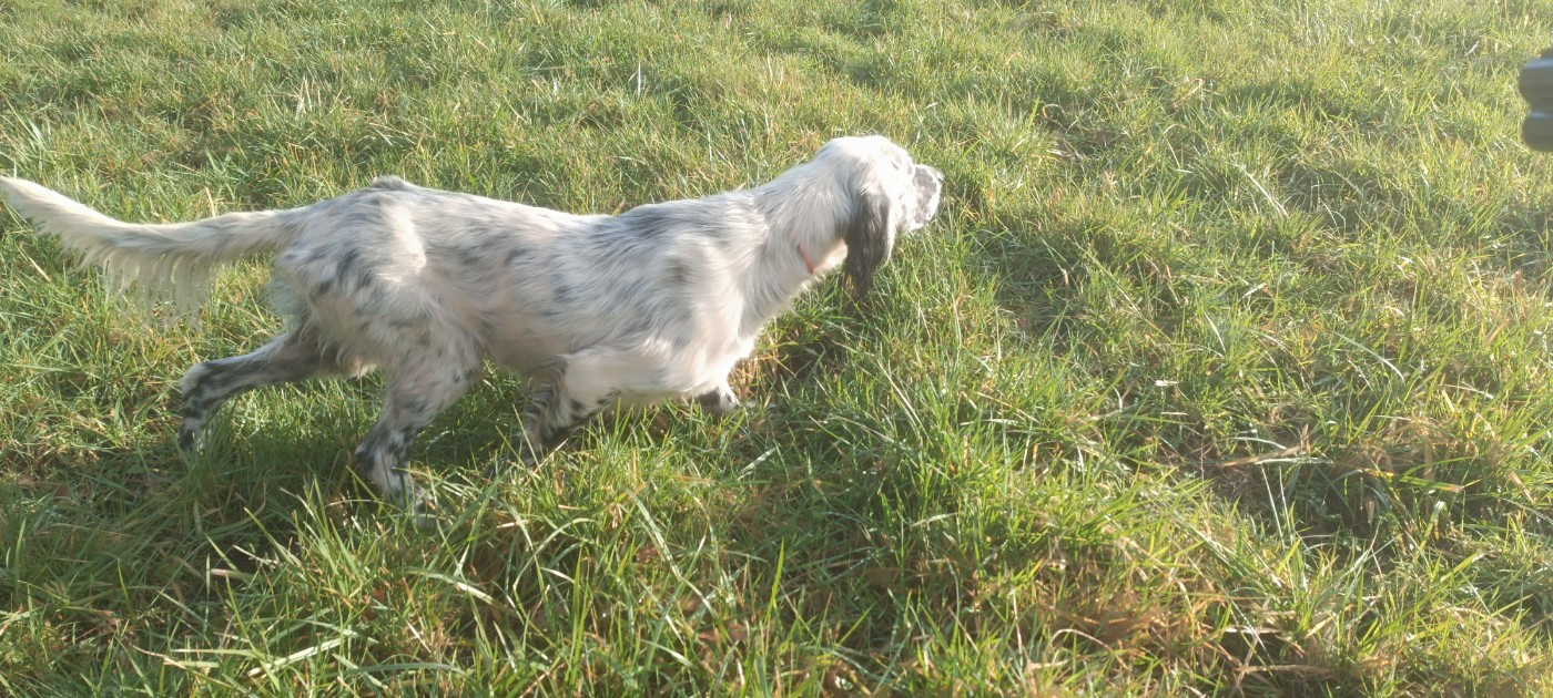 Sham des Miroirs de haute Sève sur bécassines