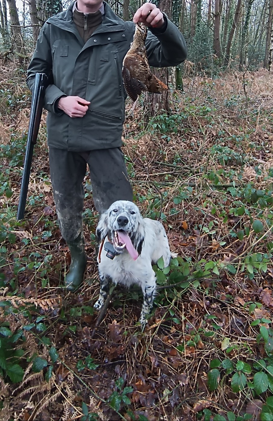 Chasse de la bécasse avec Sham