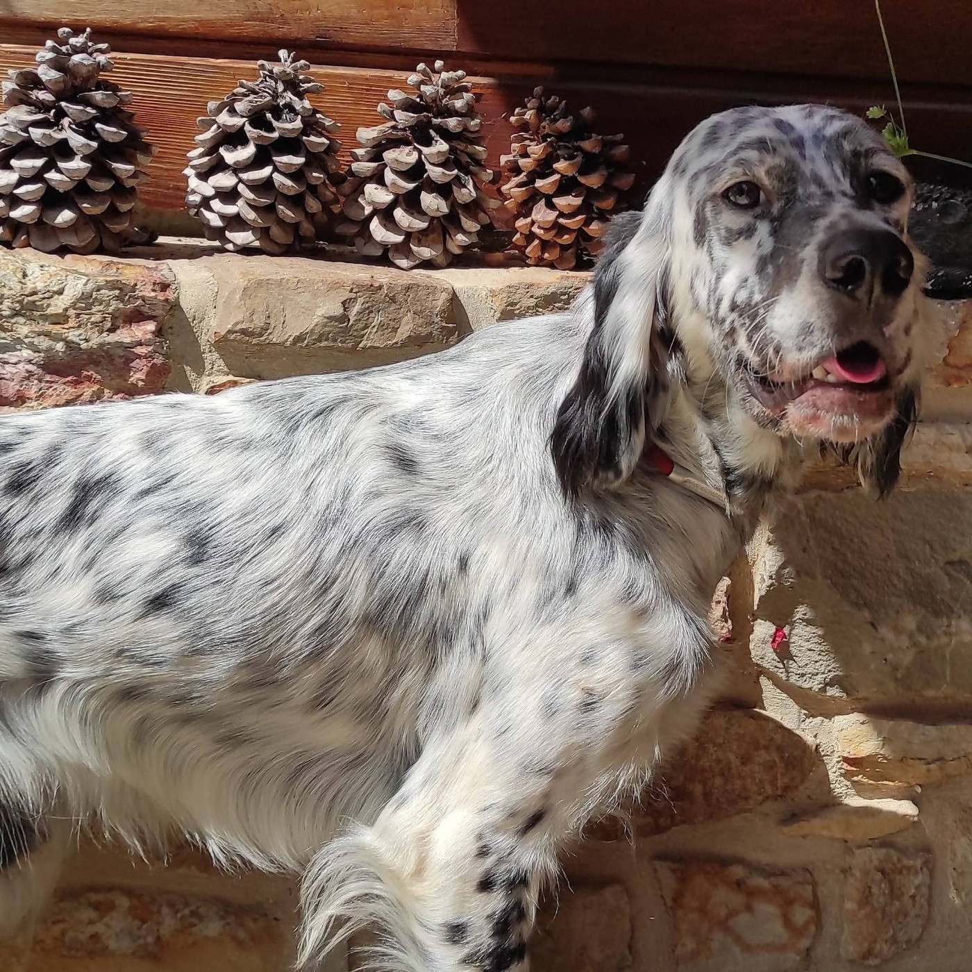 Étalon Sham des Miroirs de haute Sève