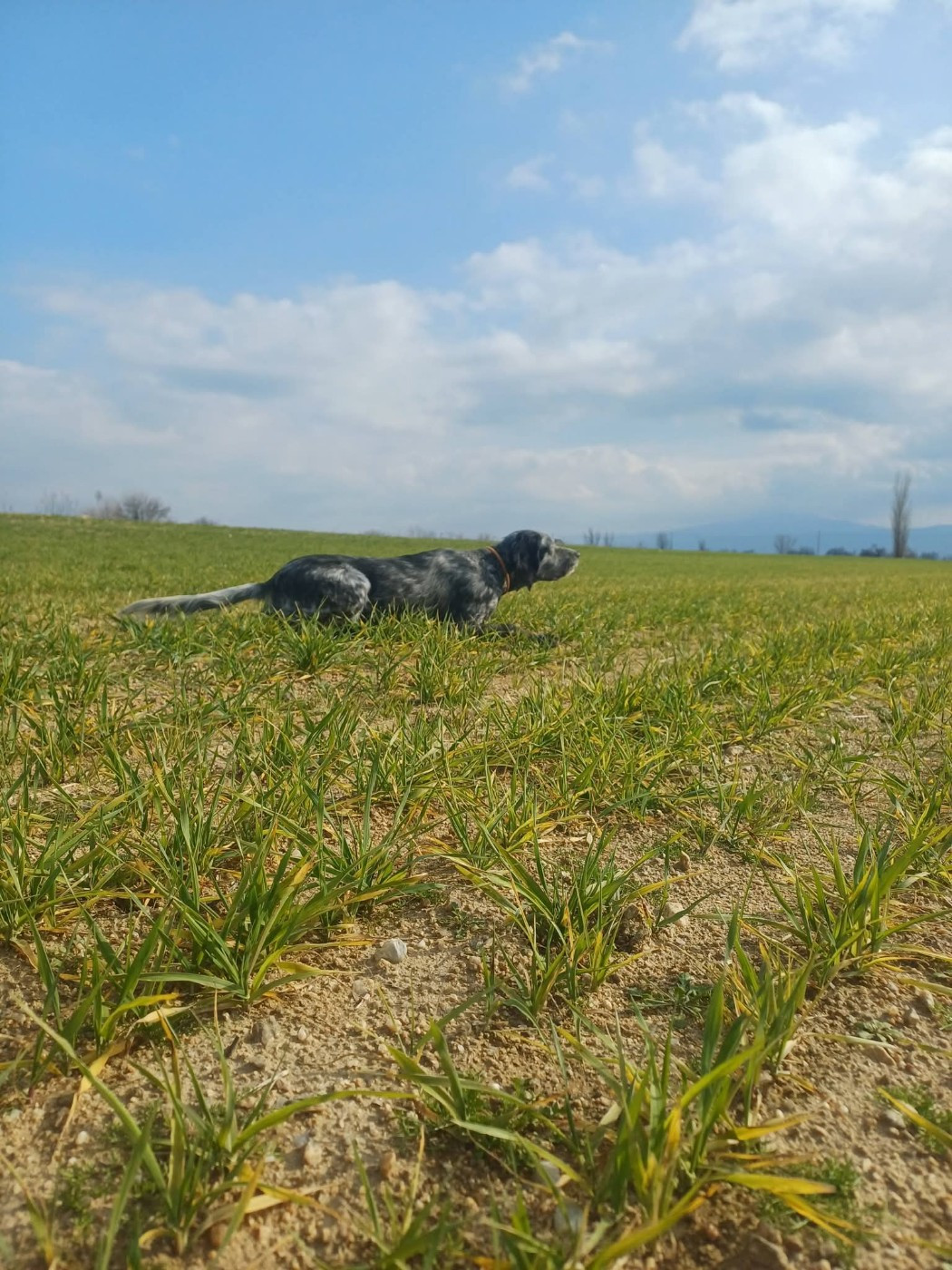 Soussou des Miroirs de haute Sève