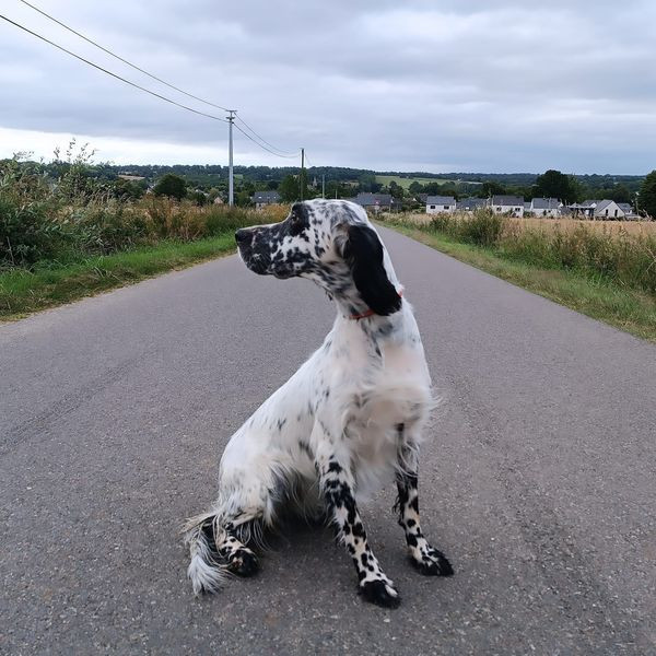 Saillie Tane du Cordon des Druides par TRP Sisko des Bords de Cisse