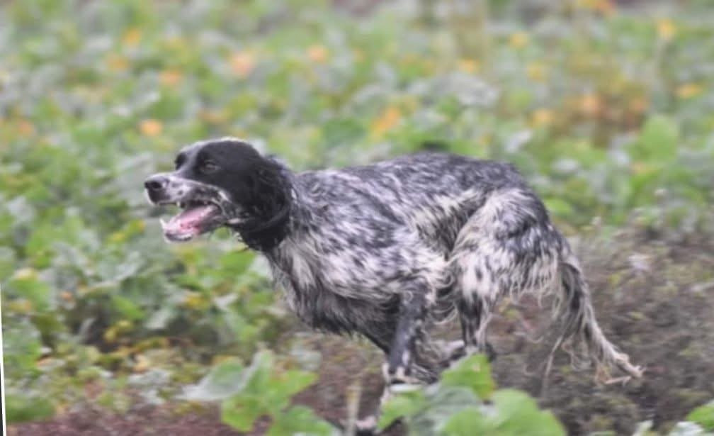 Urtyss des Miroirs de haute Sève : Grande Quête