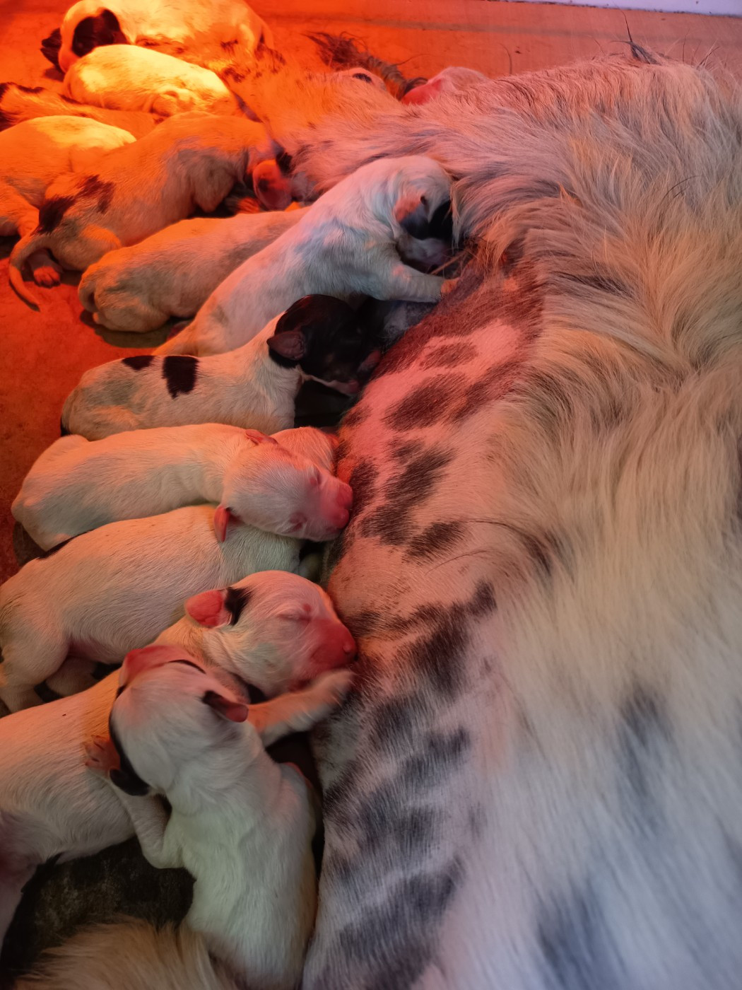 Tane du Cordon des Druides x TRP Sisko des Bords de Cisse : 13 chiots, 7 femelles et 6 mâles !!!