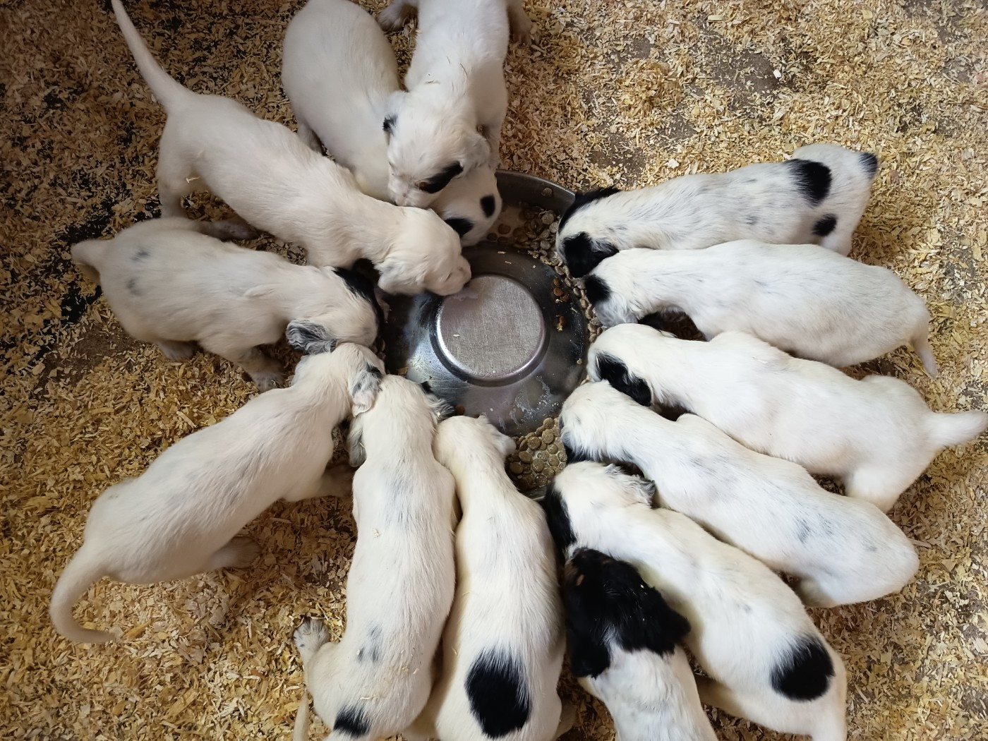 Les chiots de Tane et TRP Sisko ont 5 semaines
