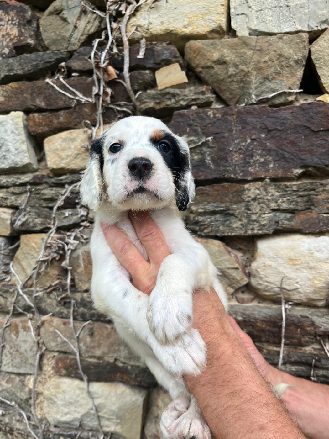 Nouvelles photos des chiots, 5 semaines !!!