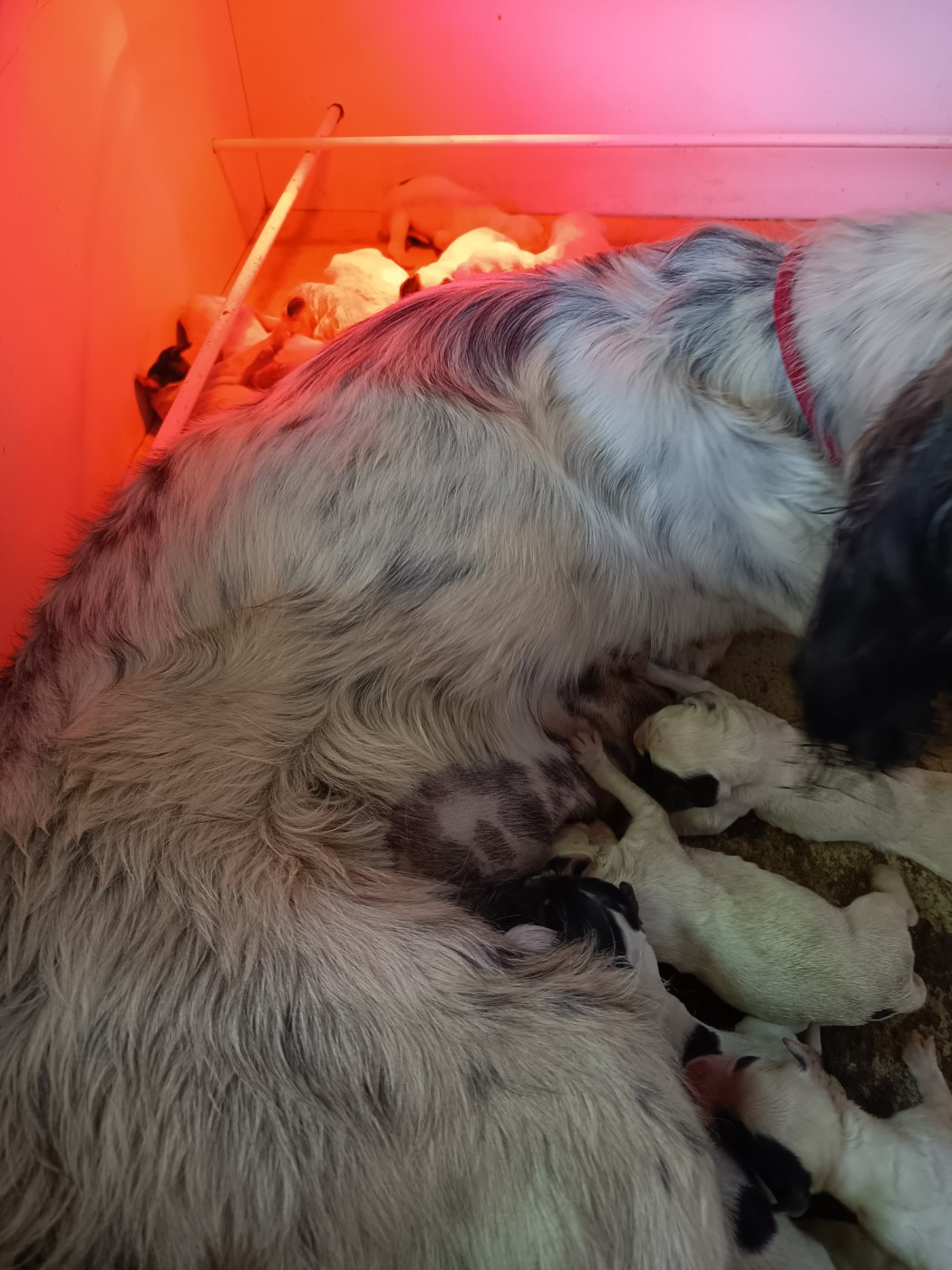 Des Miroirs De Haute Sève - Chiots disponibles - Setter Anglais