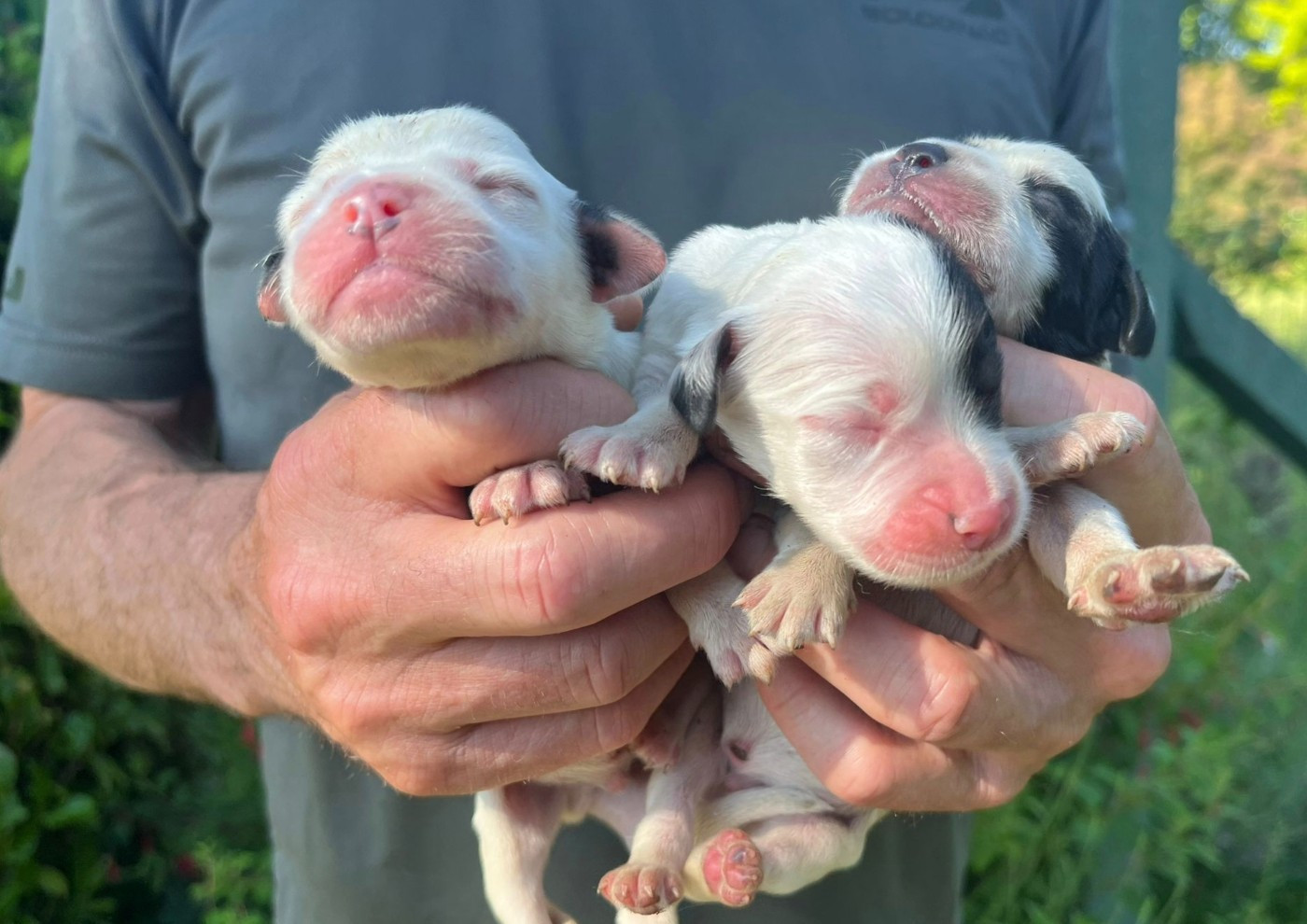 Des Miroirs De Haute Sève - Chiots disponibles - Setter Anglais