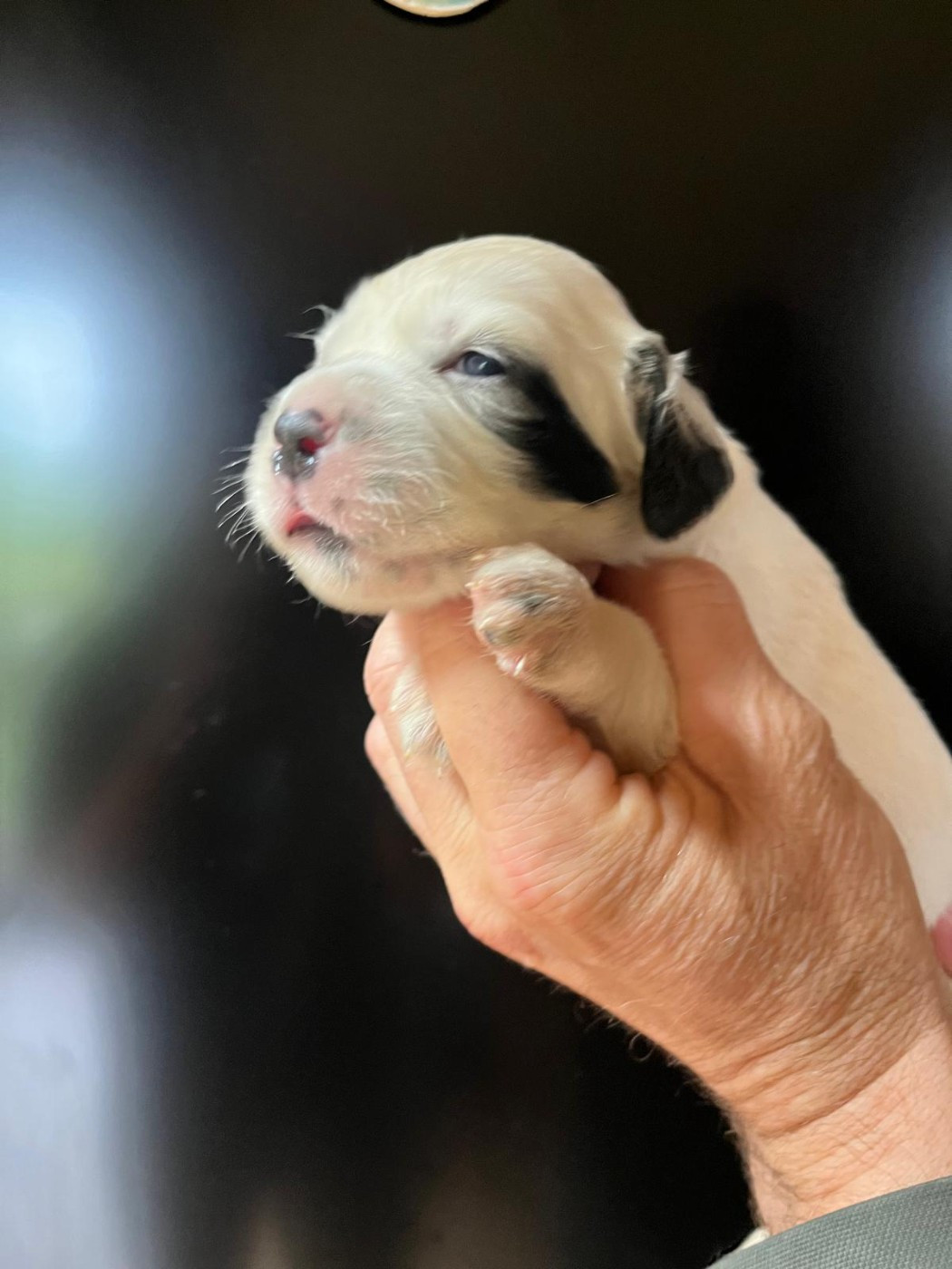 Des Miroirs De Haute Sève - Chiots disponibles - Setter Anglais