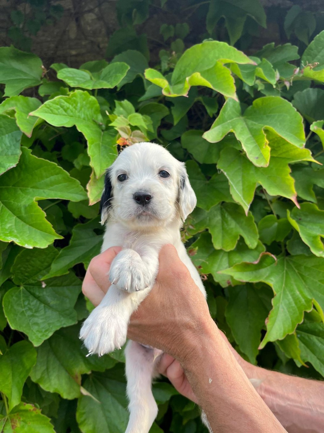 Des Miroirs De Haute Sève - Chiots disponibles - Setter Anglais