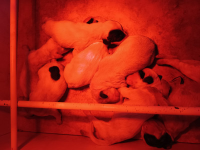 CHIOT 7