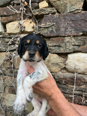 CHIOT 1