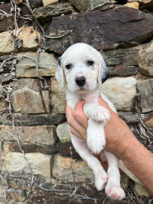 CHIOT 2