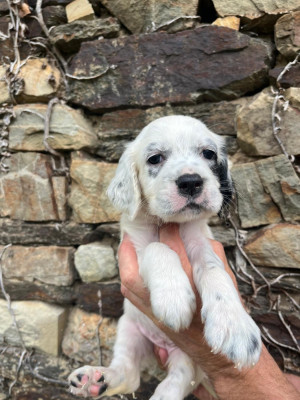 CHIOT 3