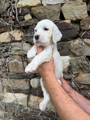 CHIOT 7