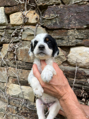 CHIOT 10