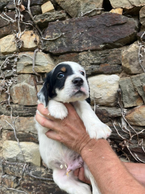 CHIOT 12
