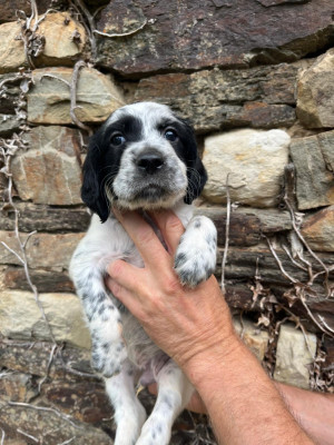 CHIOT 13