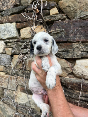 CHIOT 9