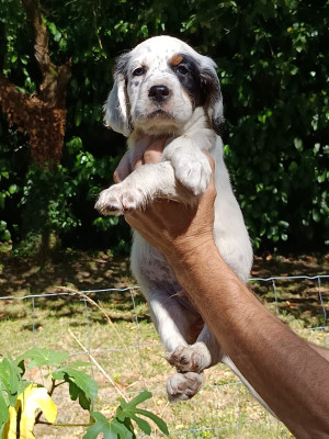 CHIOT 8