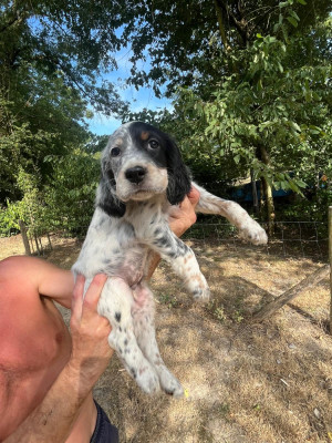 CHIOT 11
