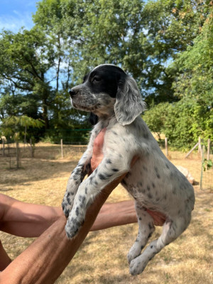 CHIOT 6